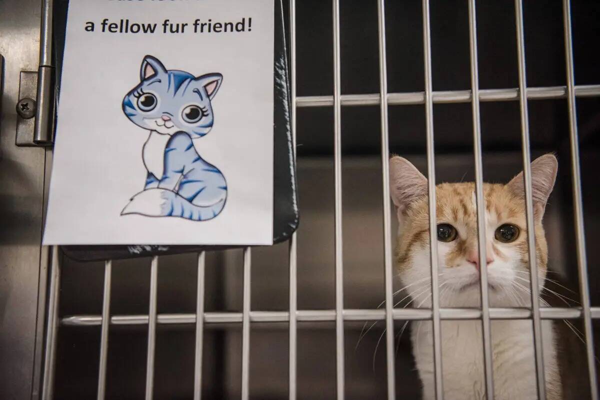 Un gato disponible para adopción en Henderson Animal Care and Control Facility en 2017 en Hend ...