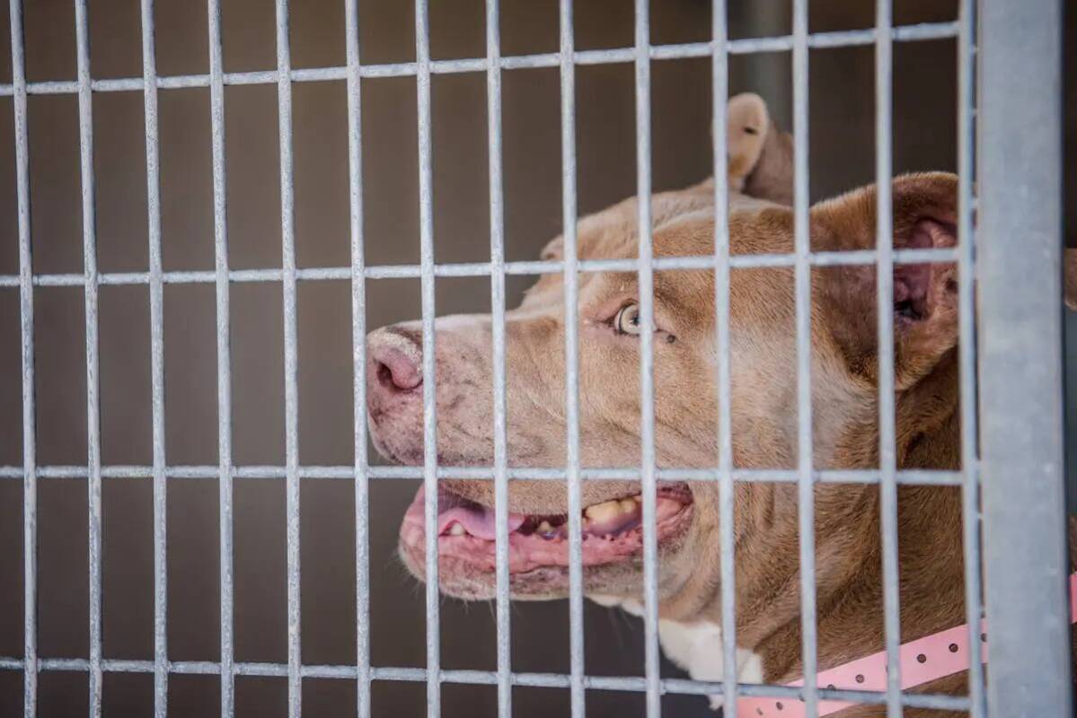 Un perro disponible para adopción en Henderson Animal Care and Control Facility en 2017 en Hen ...