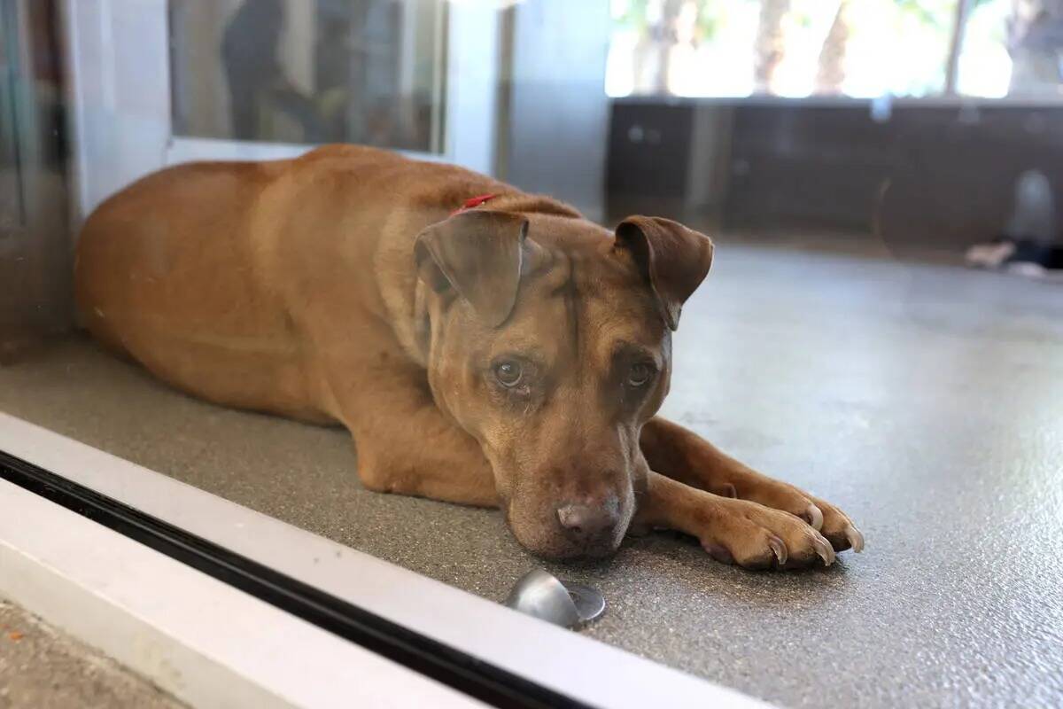 Hashbrown espera a ser adoptada en The Animal Foundation de Las Vegas el viernes 1 de diciembre ...