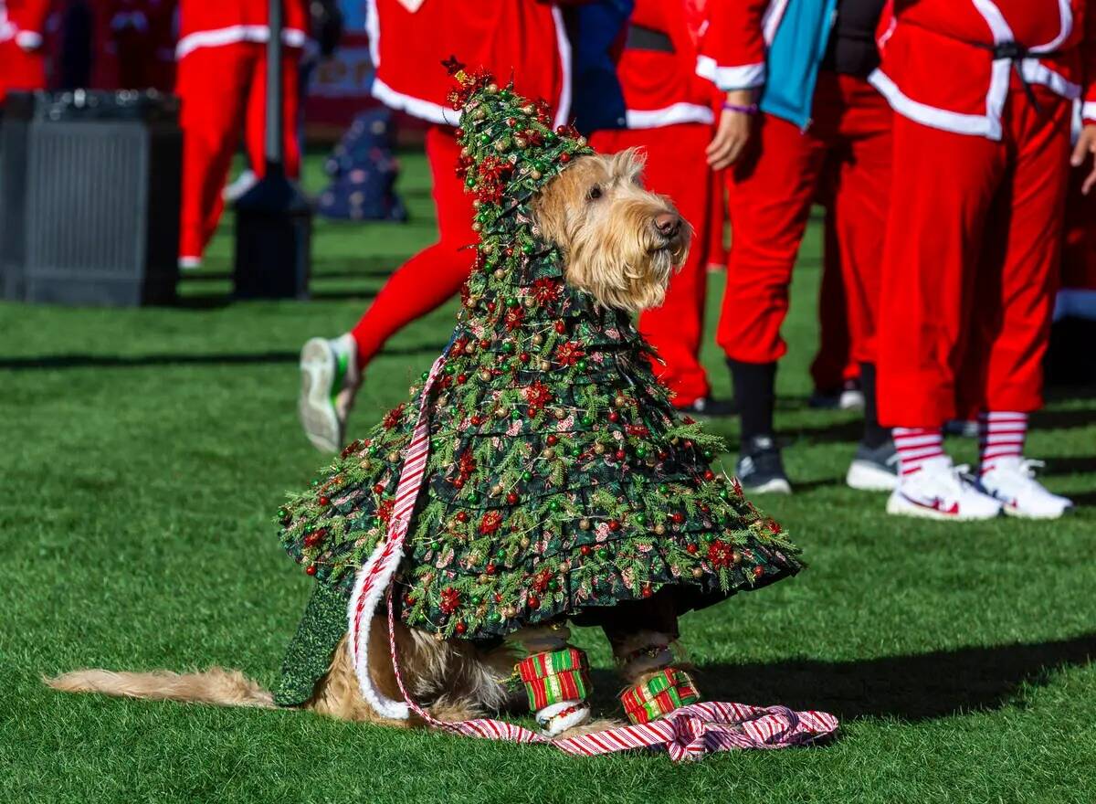 Un perro se disfraza de árbol de Navidad en el Downtown Las Vegas Events Center durante la Gre ...