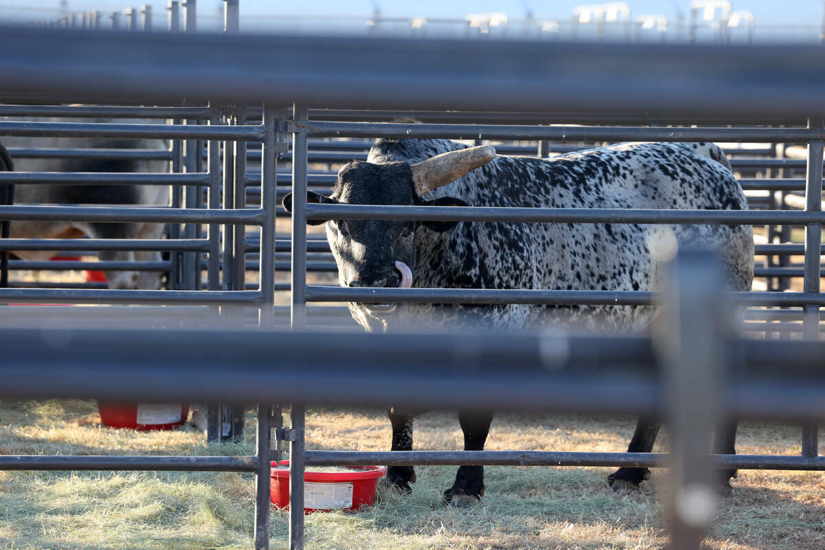 Un toro descansa en el hogar temporal para el ganado del National Finals Rodeo en los campos in ...