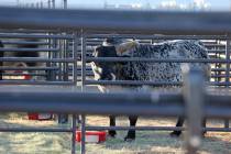 Un toro descansa en el hogar temporal para el ganado del National Finals Rodeo en los campos in ...