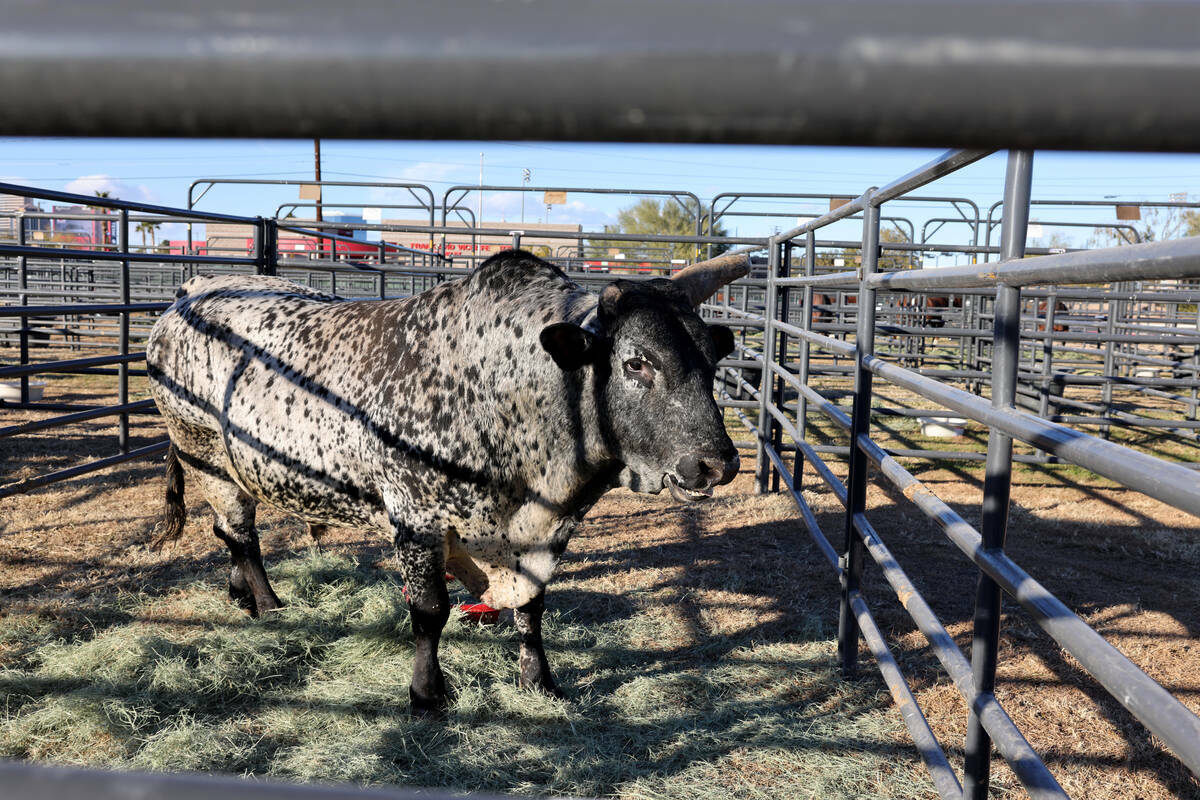 Un toro descansa en el hogar temporal para el ganado del National Finals Rodeo en los campos in ...