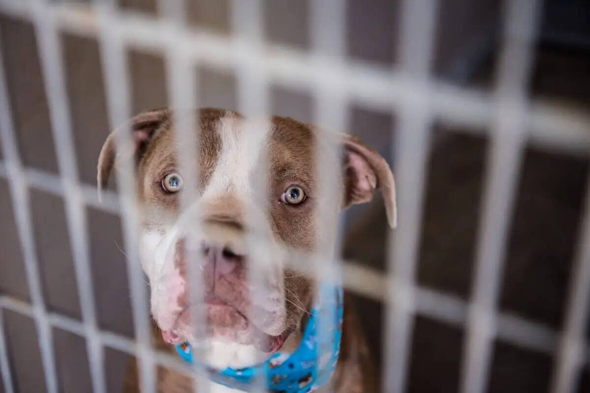 Un perro disponible para adopción en Henderson Animal Care and Control Facility durante el dí ...