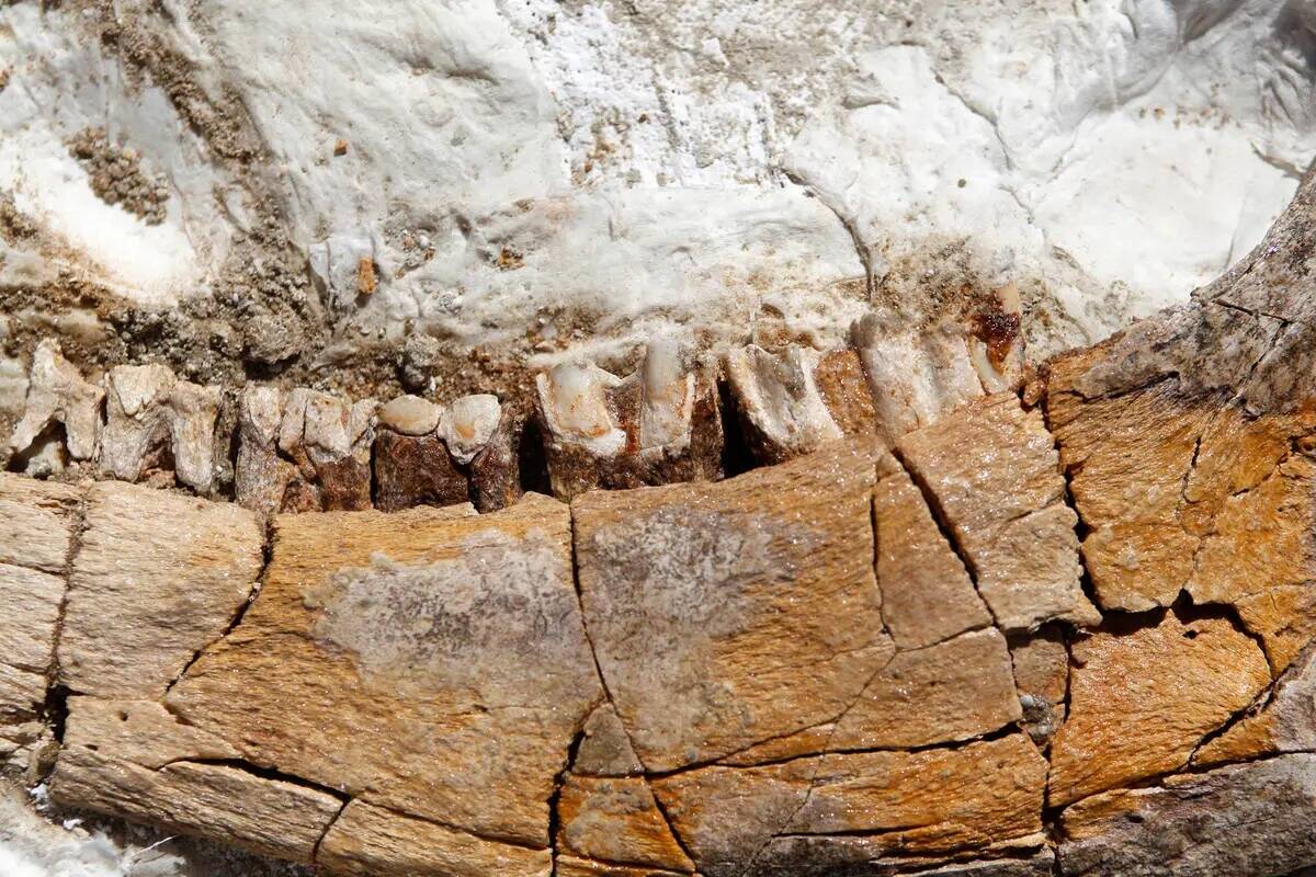 Un fósil en exhibición en un evento de presentación de los nuevos planes del Ice Age Fossils ...