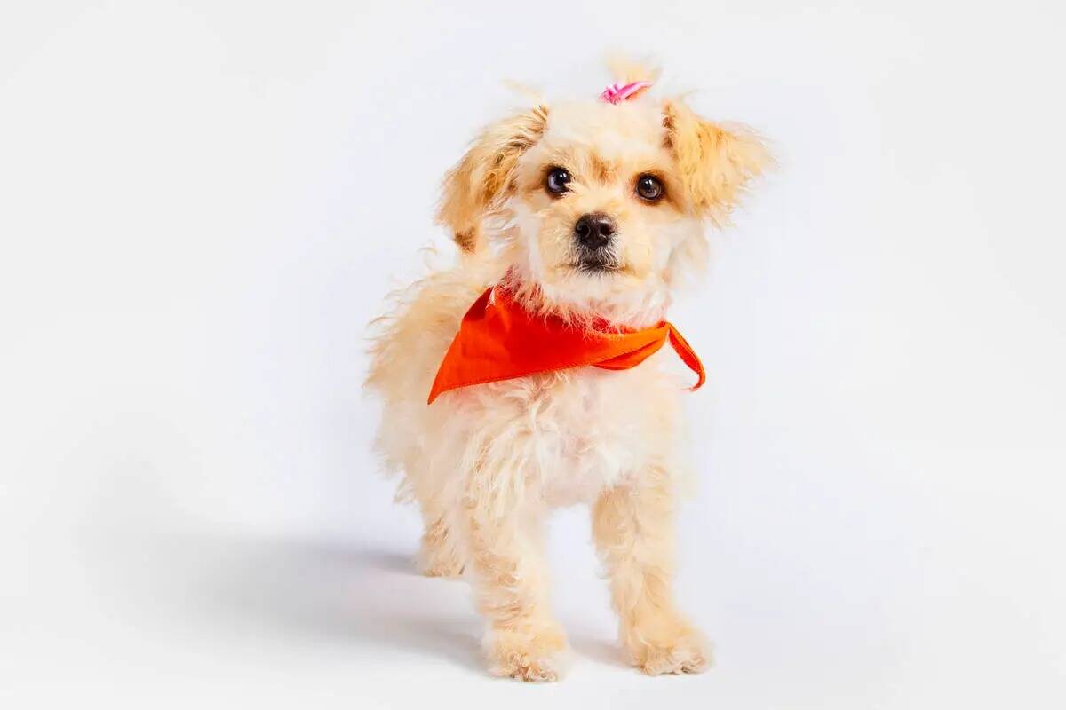 Lady Luck, una perra adoptable a través de la SPCA de Nevada, compite en la Puppy Bowl. (Anima ...