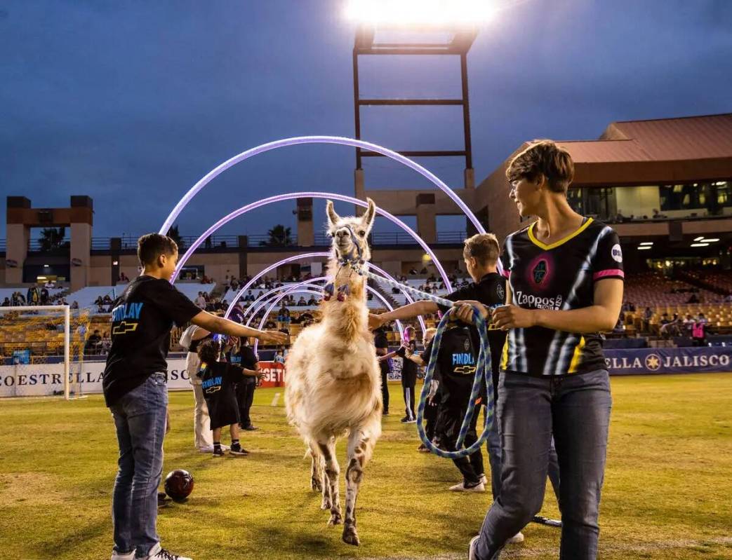 La llama Dollie-Llama entra en el campo antes del comienzo del partido de apertura de temporada ...