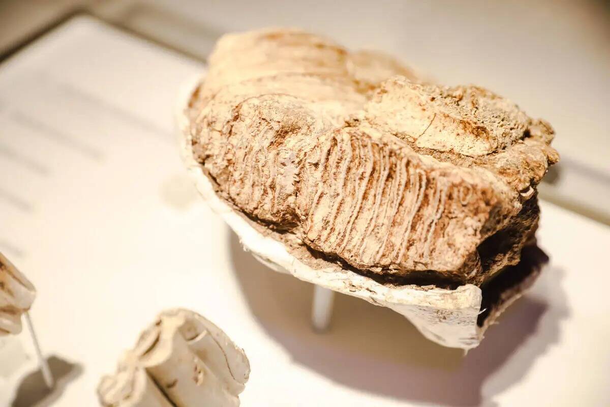 Un molar de mamut colombino expuesto en el centro de visitantes del nuevo Ice Age Fossils State ...