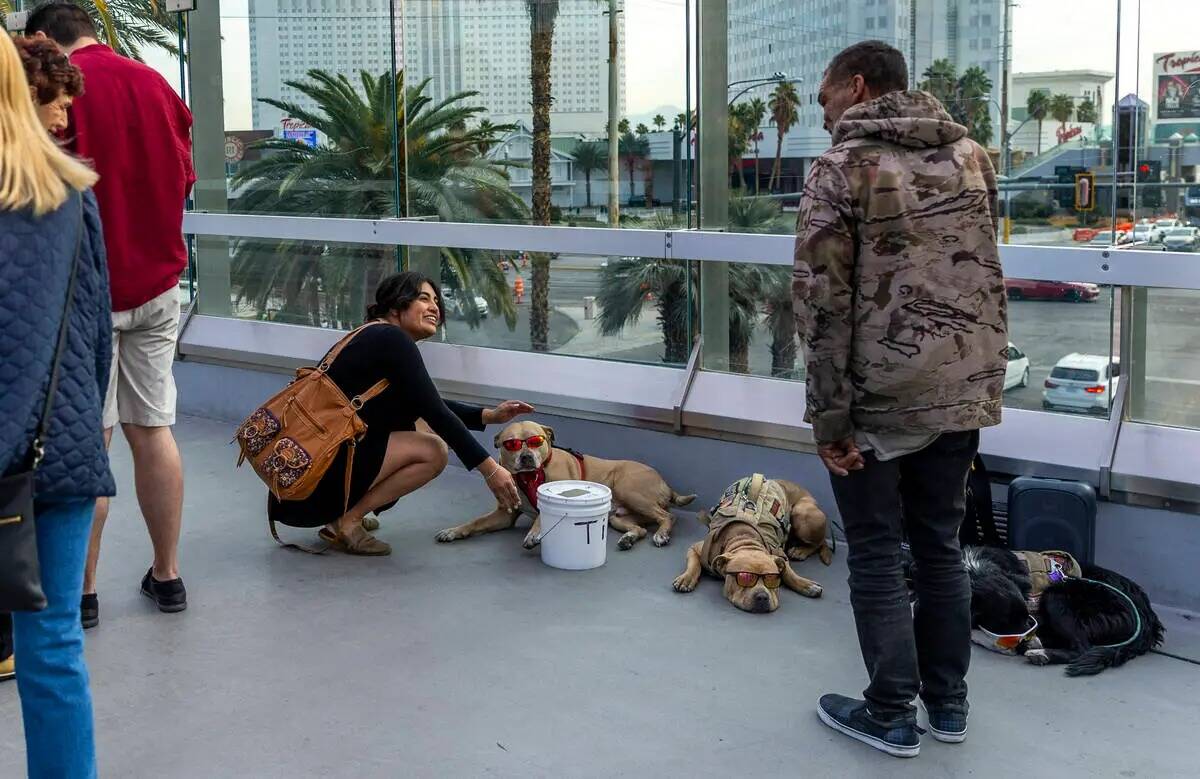 Una mujer se detiene para acariciar a un perro con lentes de sol mientras mendigos y artistas o ...