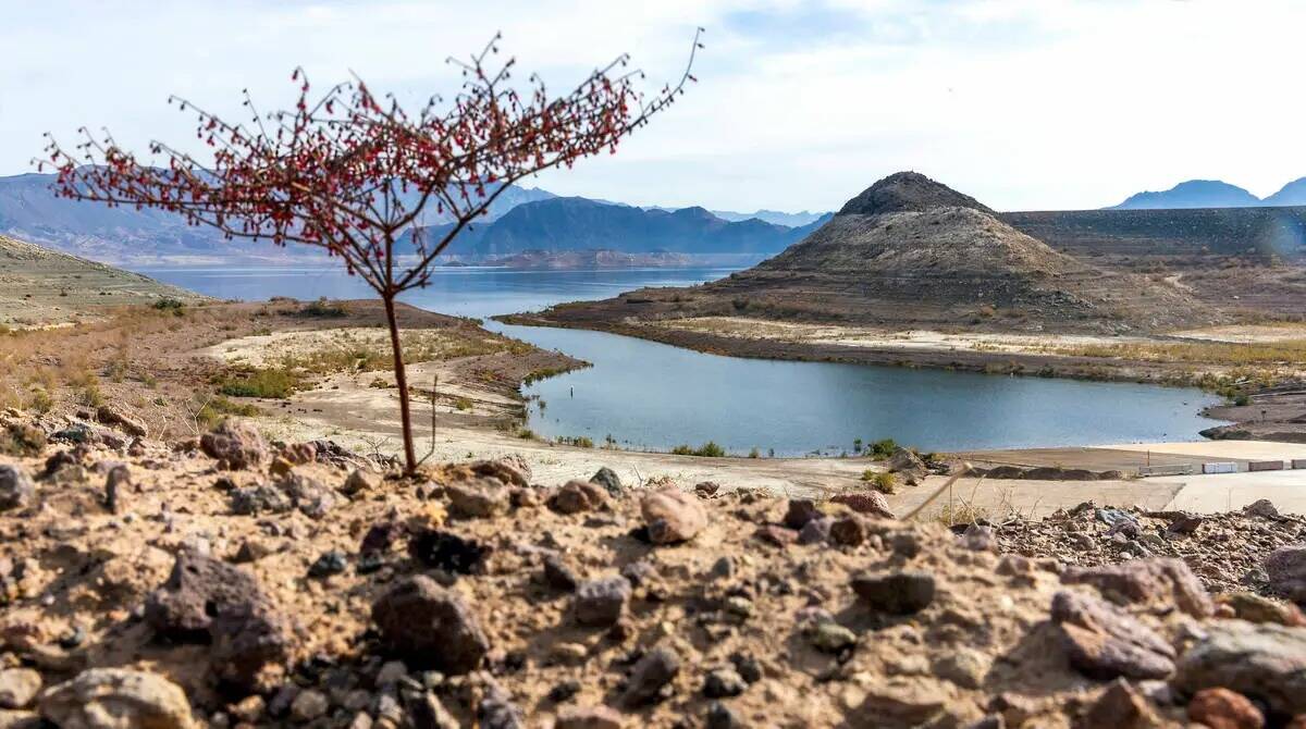 La vida vegetal florece por encima de Boulder Harbor mientras el agua fluye hacia él después ...