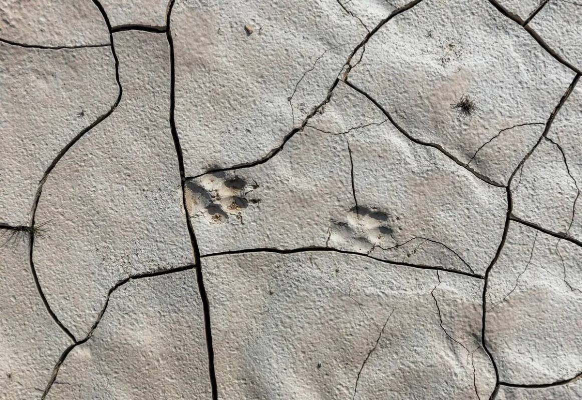 Huellas de patas permanecen en la tierra agrietada cerca de Boulder Harbor, ahora lleno de agua ...