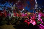 Ethel M ilumina el Cactus Garden para San Valentín