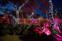 Ethel M's Cactus Garden muestra luces con temática de San Valentín en Henderson, el martes 12 ...