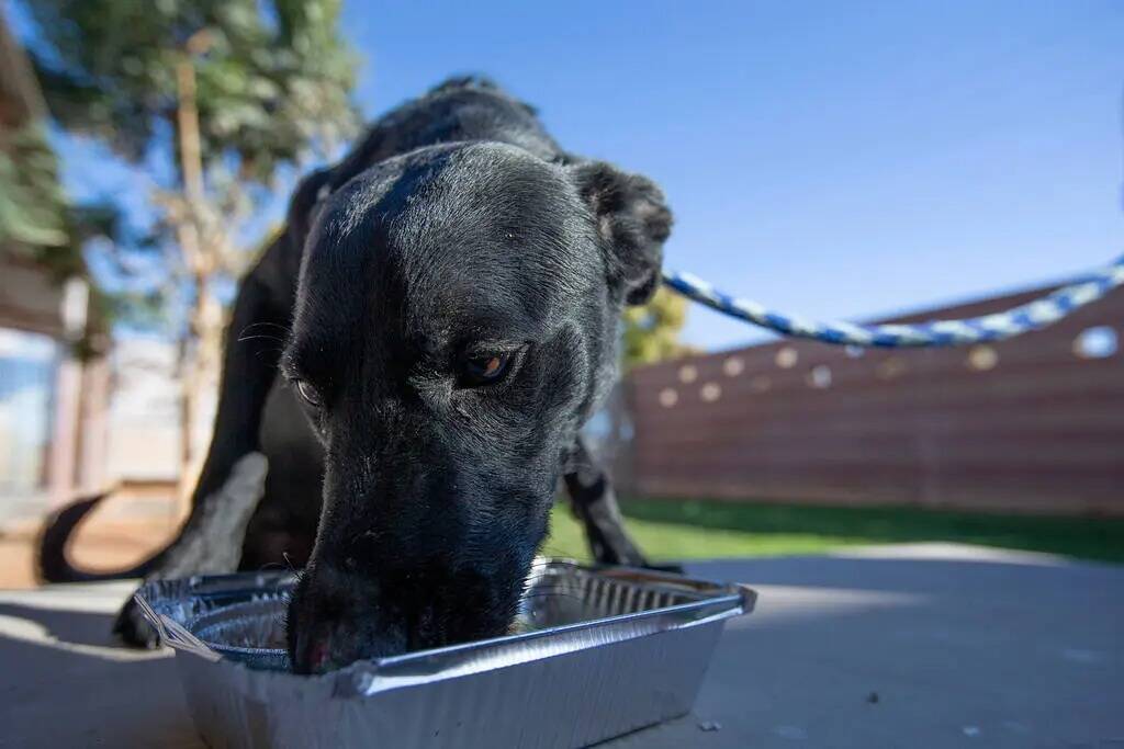 Dooley, de 3 años, disfruta de una comida de "PUPSgiving" donada por Barx Parx en el Centro de ...