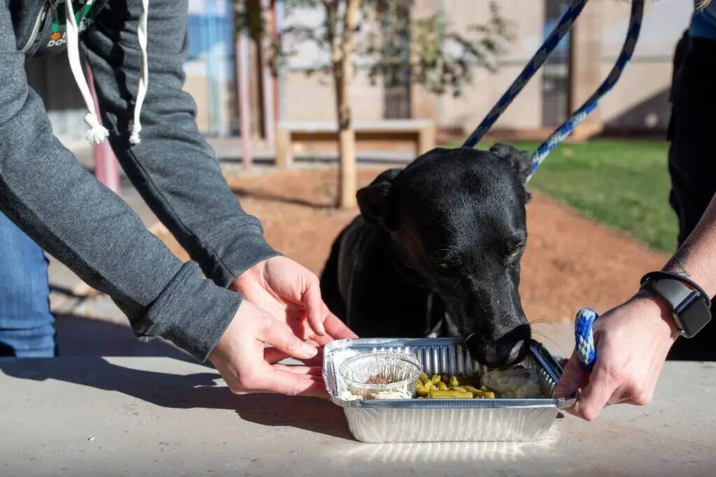 Dooley, de 3 años, disfruta de una comida de "PUPSgiving" donada por Barx Parx en el Centro de ...