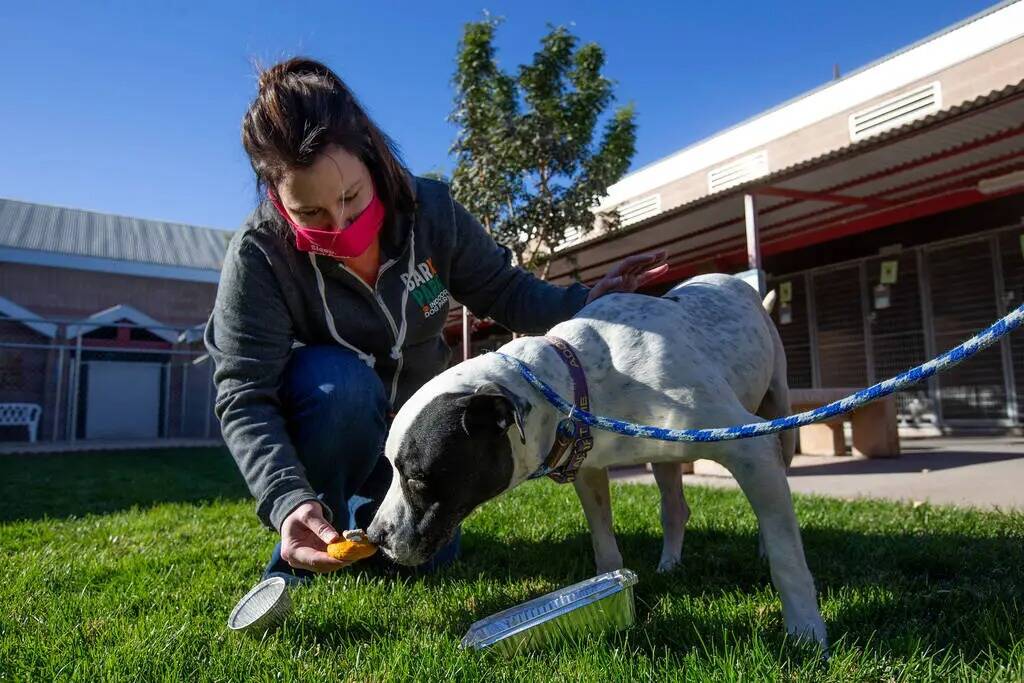 Jen Freet, dueña de Barx Parx, alimenta a Rocky, de 8 años, con un "PUPSgiving" en el Centro ...