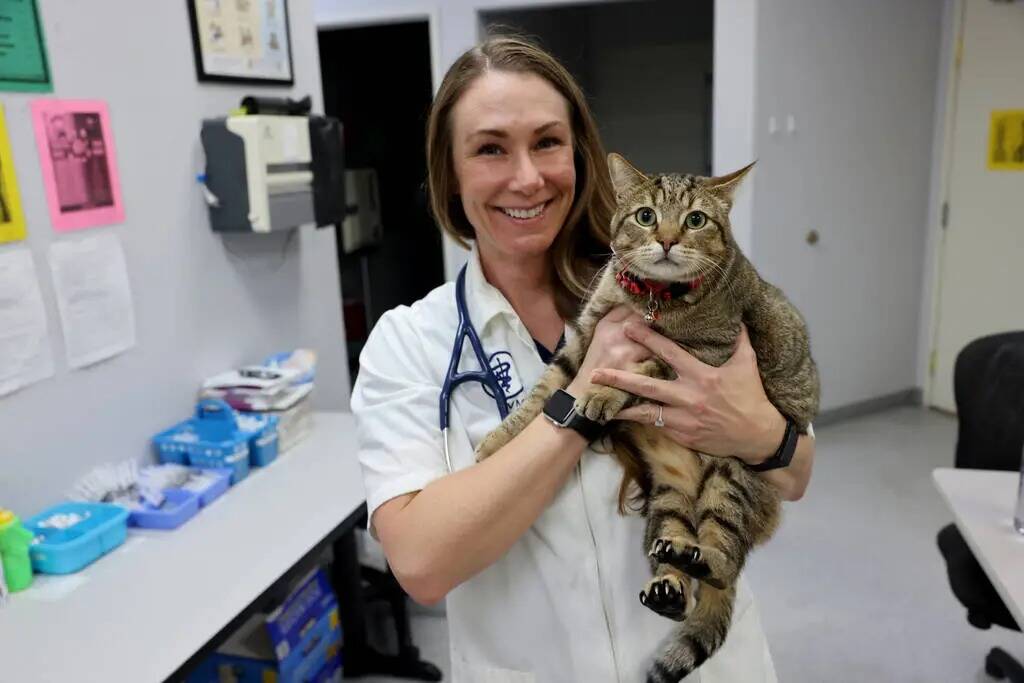 La doctora Taryn C. Griffith examina al "gato de hospital" Theodore en el Spay & Neuter Center ...