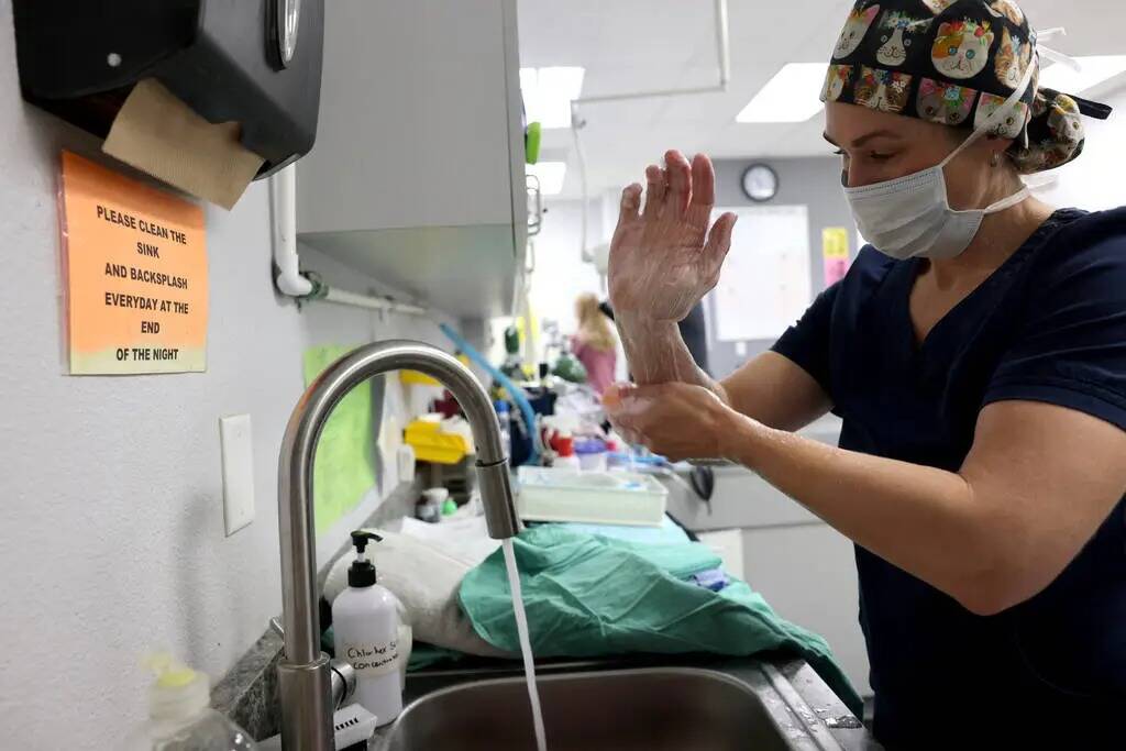 La doctora Taryn C. Griffith se prepara para la cirugía en el Spay & Neuter Center of Southern ...