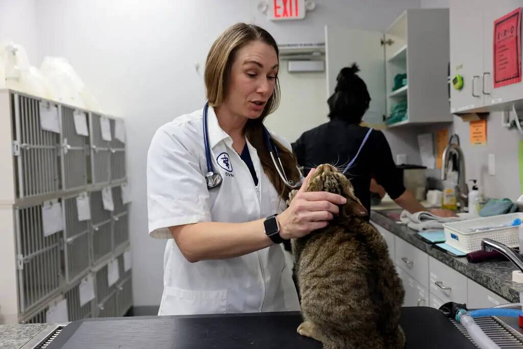 La doctora Taryn C. Griffith examina al "gato del hospital" Theodore en el Spay & Neuter Center ...