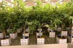 Autorizan a persona condenada por un delito grave a trabajar en el sector del cannabis