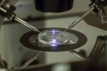En esta foto de archivo del 14 de agosto de 2013, un embriólogo de fertilización in vitro (FI ...