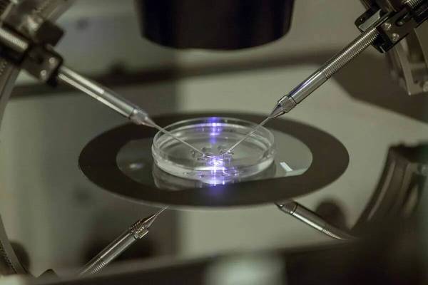 En esta foto de archivo del 14 de agosto de 2013, un embriólogo de fertilización in vitro (FI ...