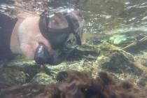 Tim Ricks, biólogo medioambiental de la Autoridad del Agua del Sur de Nevada, practica snorkel ...
