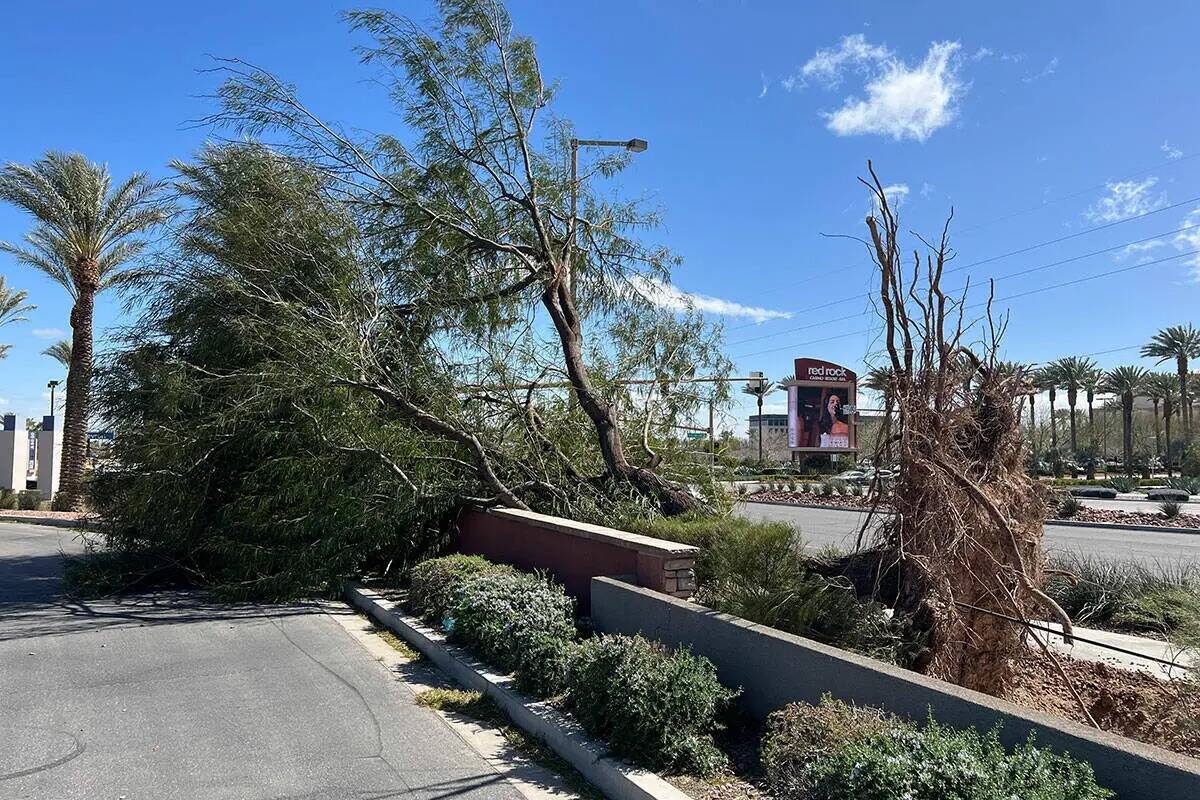 Un árbol derribado por una tormenta de viento el fin de semana frente al Red Rock Casino, Reso ...