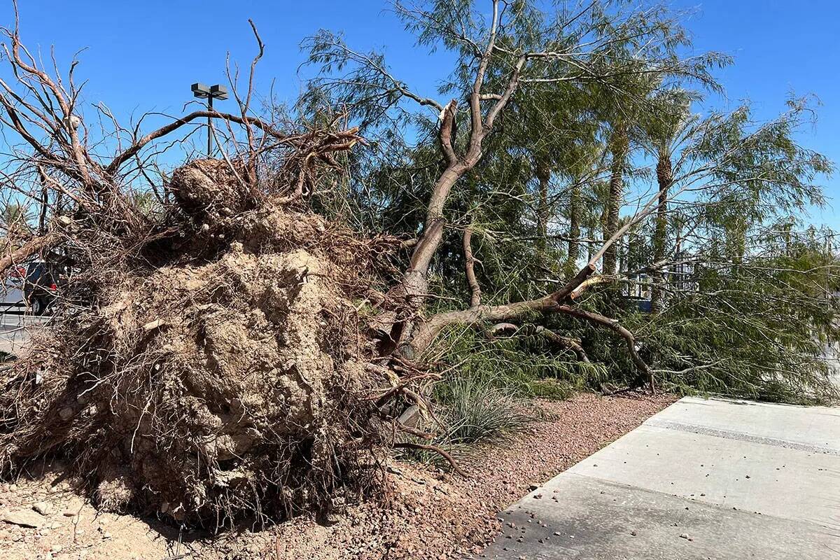 Un árbol fue derribado por una tormenta de viento durante el fin de semana frente al Red Rock ...