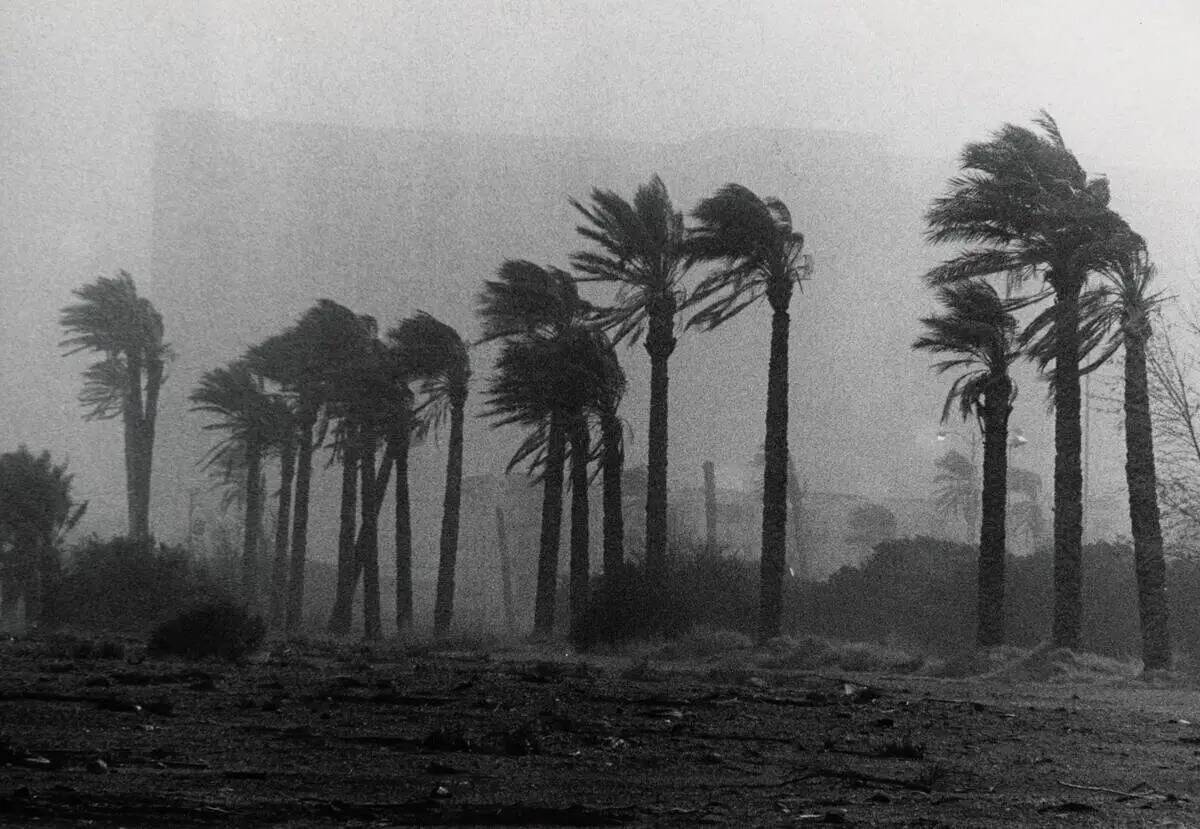 El viento azota las palmeras durante una tormenta en esta foto de 1977 en Las Vegas. (Lenny Ign ...