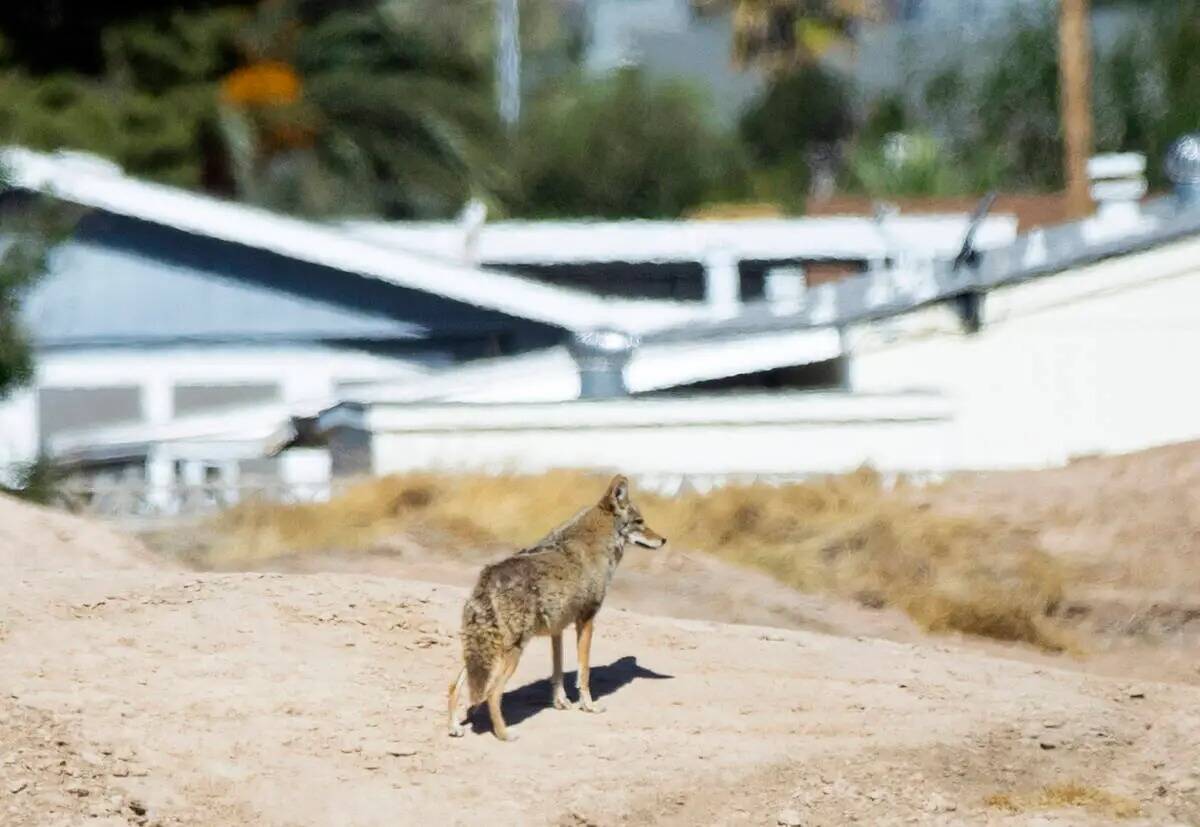Un coyote es visto el 9 de mayo de 2022, en el antiguo campo de golf Royal Links en Las Vegas. ...
