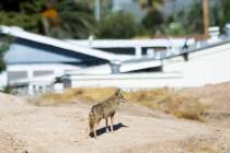 Un coyote es visto el 9 de mayo de 2022, en el antiguo campo de golf Royal Links en Las Vegas. ...