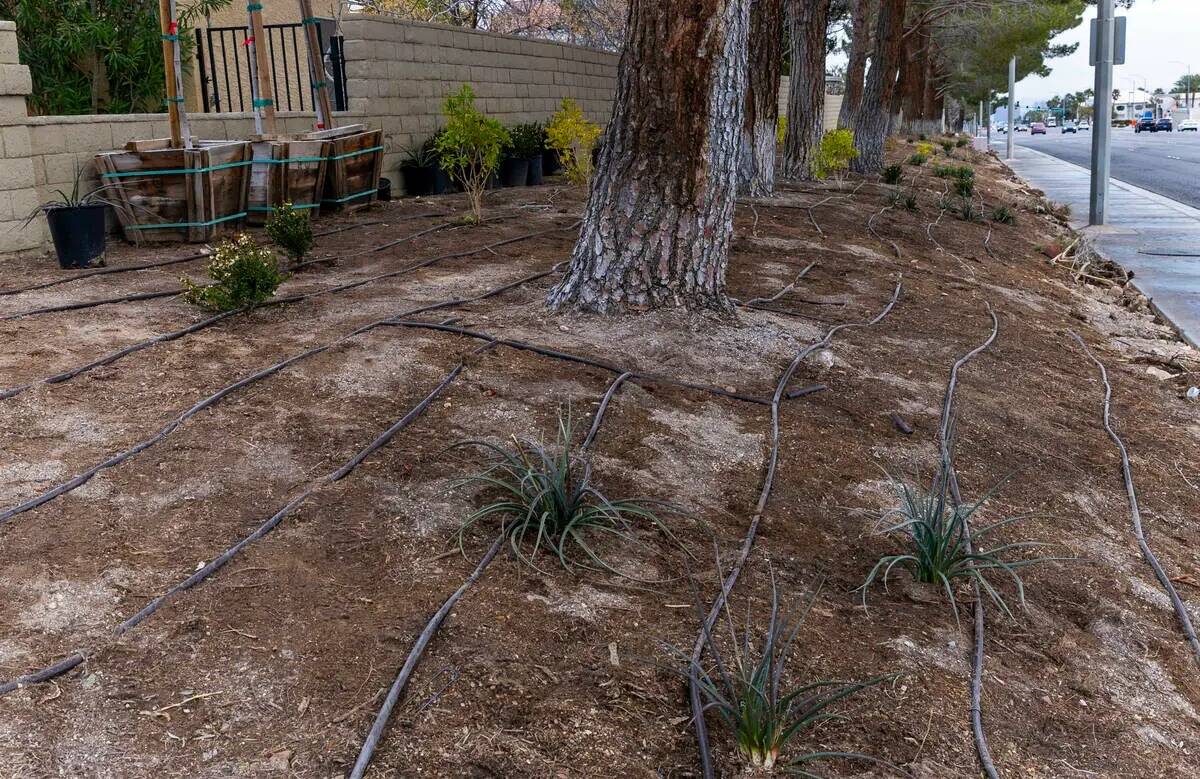 Un equipo de Park West instala las líneas de riego para las nuevas plantas y árboles del pais ...