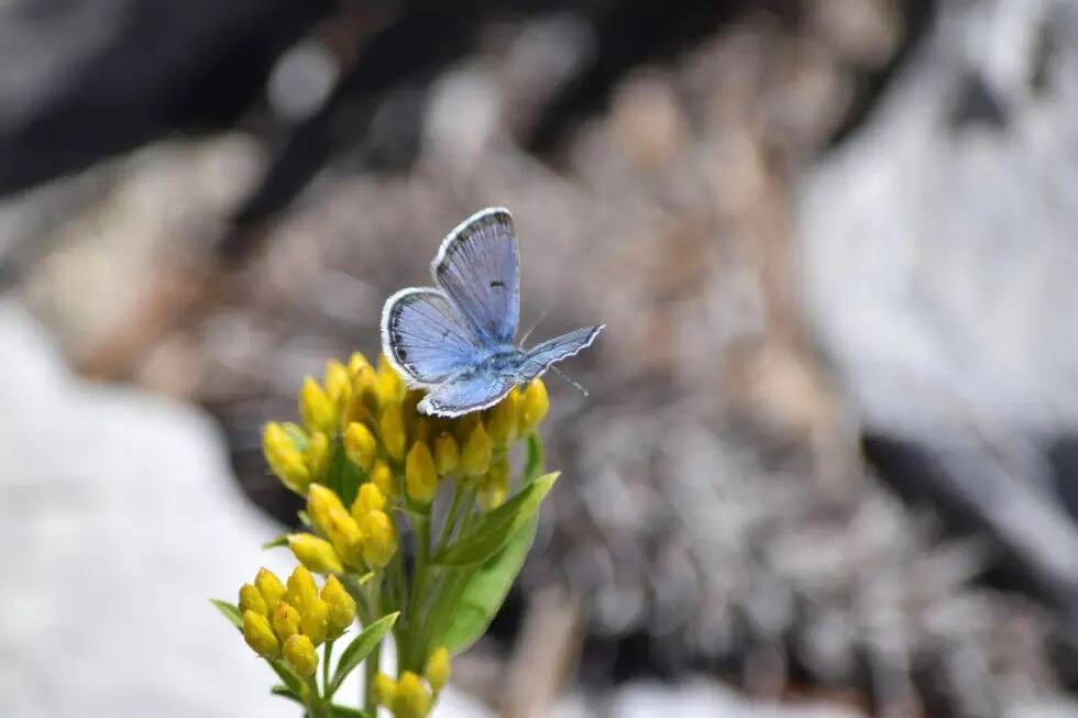 Una mariposa azul macho de Mount Charleston recoge néctar de una flor de vara de oro en esta f ...