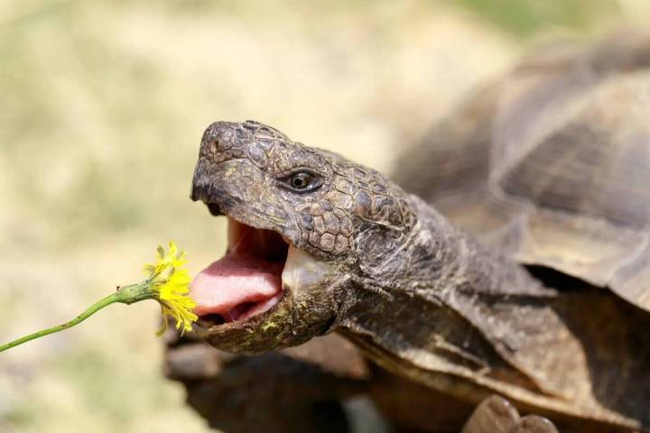 El proyecto solar del Condado Rough Hat Clark perturbaría a unas 114 tortugas del desierto que ...