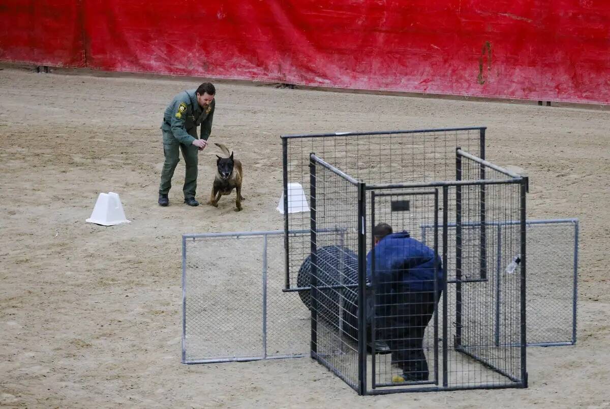 Bones, un perro policía del Departamento de Policía Metropolitana de Las Vegas, recibe órden ...