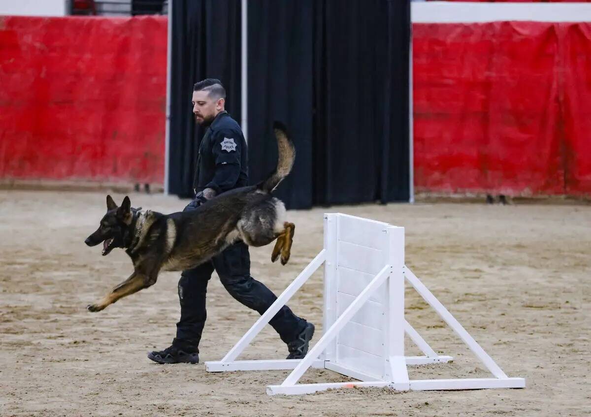Sean Loy, agente del departamento de policía de Fresno, guía a su perro Major a través de un ...
