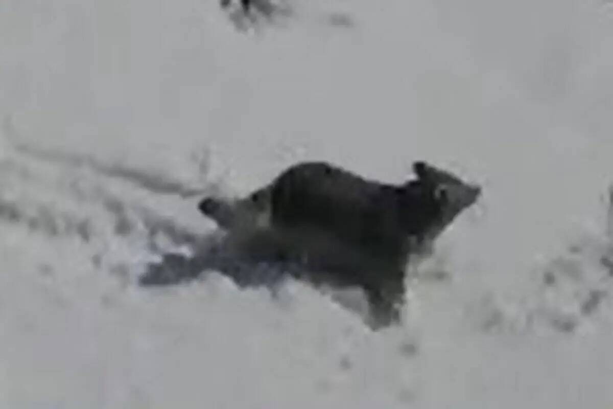 Tres lobos grises pueden haber sido vistos en Nevada este mes. (Departamento de Vida Silvestre ...