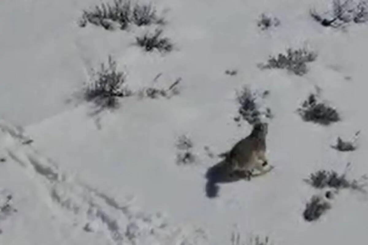 Tres lobos grises pueden haber sido vistos en Nevada este mes. (Departamento de Vida Silvestre ...