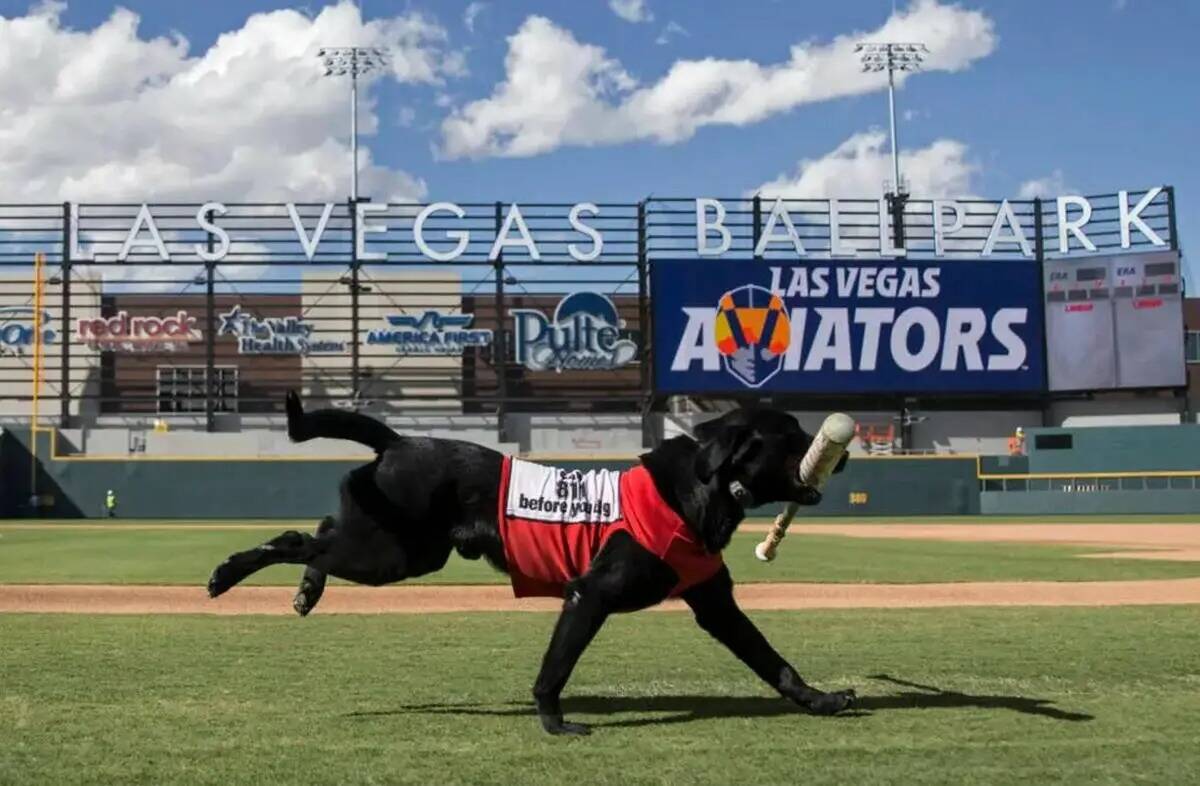 Finn, The Bat Dog, recupera un bate en el día de medios de los Aviators en Las Vegas Ballpark, ...