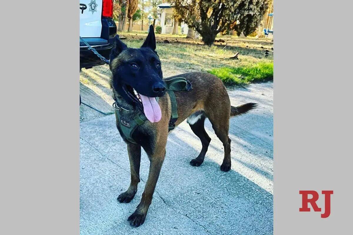 Enzo es un belga malinois de casi tres años. Lleva aproximadamente un año en la Policía Metr ...