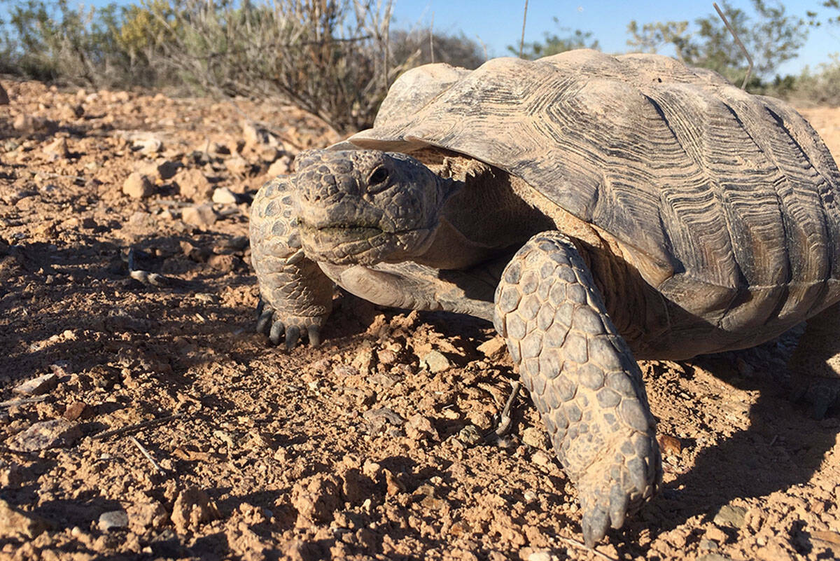 Mojave Max, la famosa tortuga del desierto del sur de Nevada, en Springs Preserve. (Condado Clark)