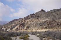 Excursionistas siguen el arroyo hacia el Cañón Grapevine, repleto de paneles de petroglifos y ...