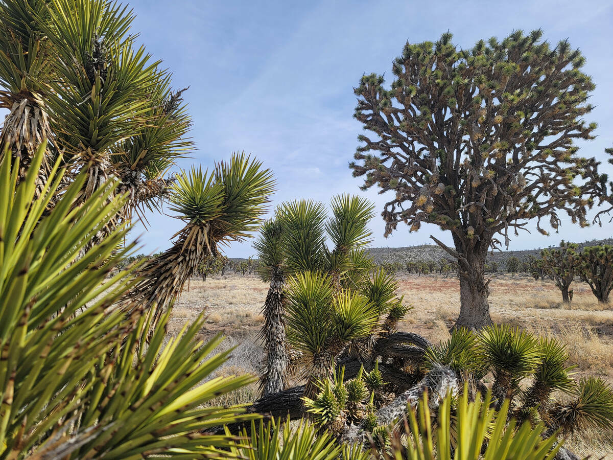 Se cree que el "Monumento" es el árbol de Josué más grande de Nevada. El árbol vive en el W ...
