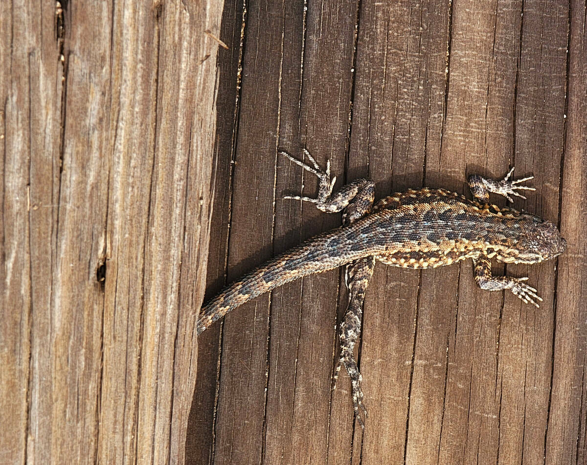Una lagartija trepa por una valla de madera que está en Pine Spring, en la zona de las carrete ...