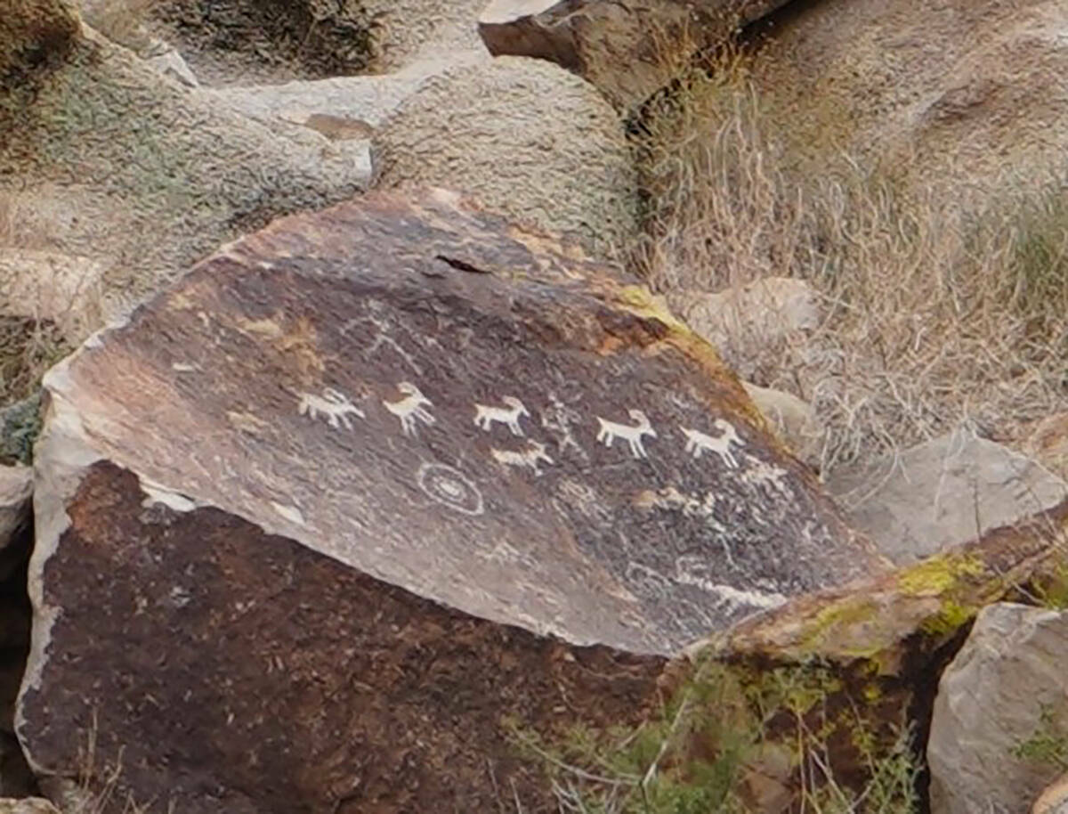 Imágenes de borregos cimarrones fueron grabadas en la roca en el Cañón Grapevine, que está ...