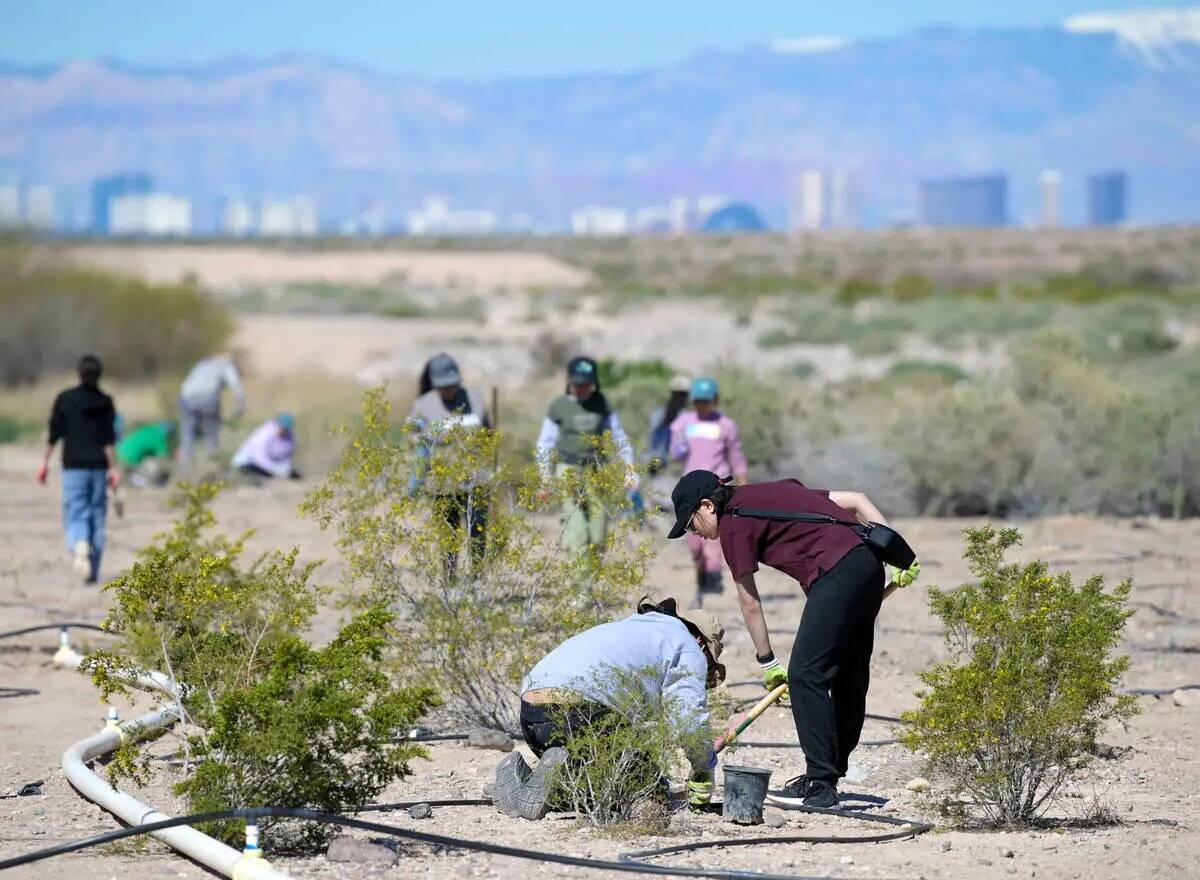 Voluntarios participan en el evento "Wash Green-Up" del Comité de Coordinación del Las Vegas ...