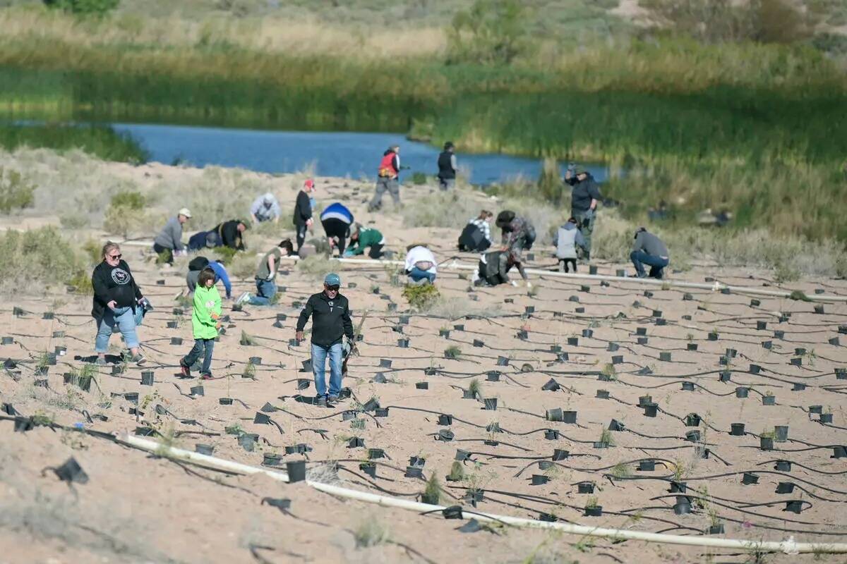 Voluntarios participan en el evento "Wash Green-Up" del Comité de Coordinación del Las Vegas ...