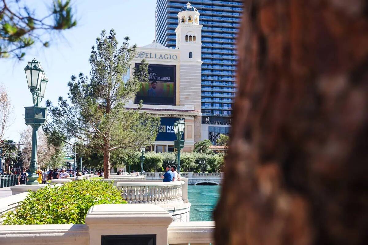 Árboles frente al hotel-casino Bellagio en el Strip de Las Vegas, jueves 11 de abril de 2024. ...