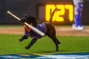 El perro bateador de los Aviators, Lambo, recupera un bate de béisbol con Fred Hassen, fundado ...